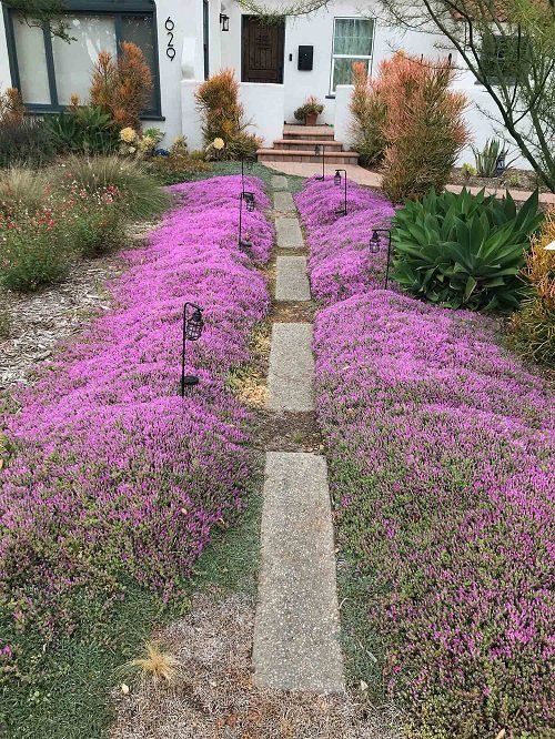 Thyme for a Change - Red Creeping Thyme Seed