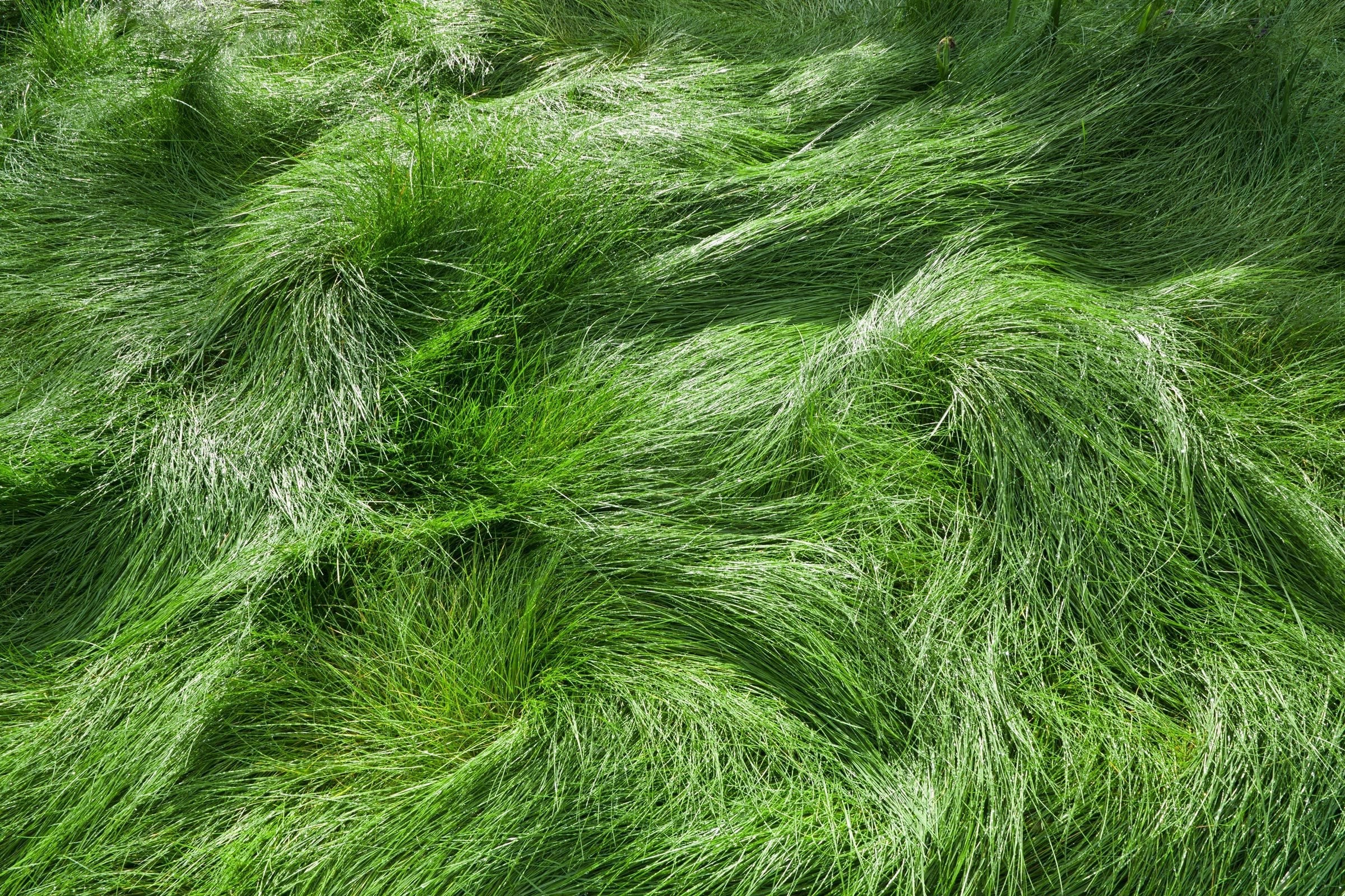 EcoSeed - The No Maintenance Lawn, Fine Fescue Lawn Mix, Eco-Friendly Grass