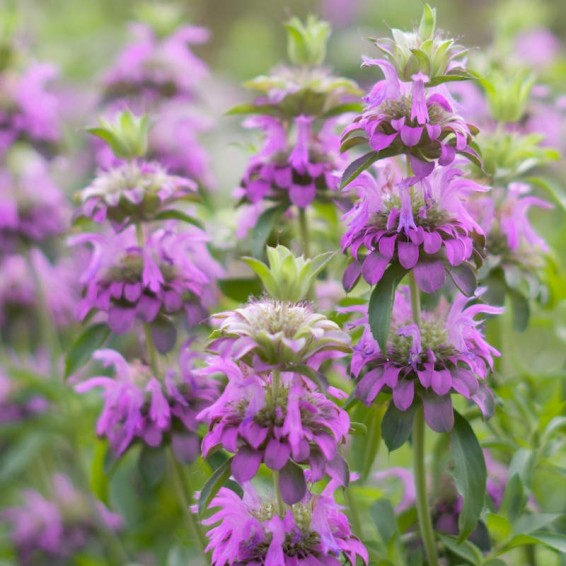 Western Wonders Native Wildflower Mix